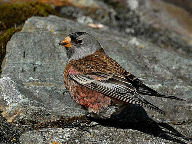 gray-crowned rosy finch